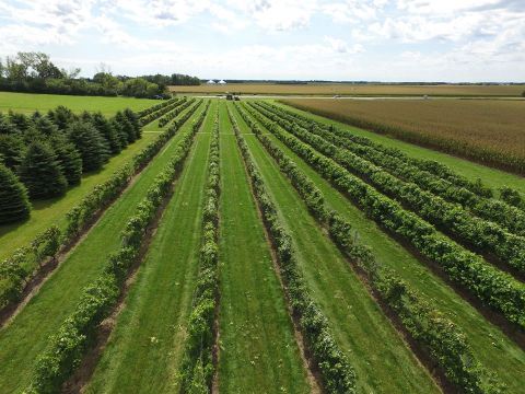 You Can Take A Relaxing Walk Around The Vineyards At Schade Vineyard & Winery In South Dakota