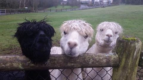 Cuddle Adorable Animals All Day At Sammamish Animal Sanctuary In Washington