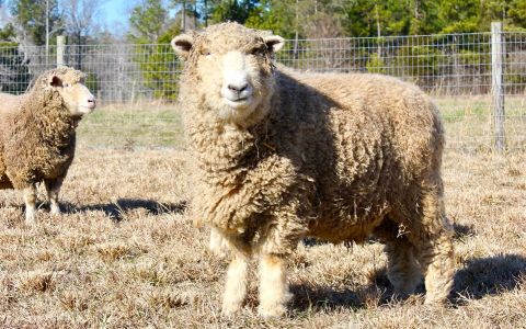 Cuddle The Most Adorable Rescued Farm Animals At Piedmont Farm Animal Refuge In North Carolina