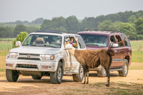 Explore The Wild Without Leaving Your Car At Safari Wild, A Drive-Thru Safari Park In Mississippi