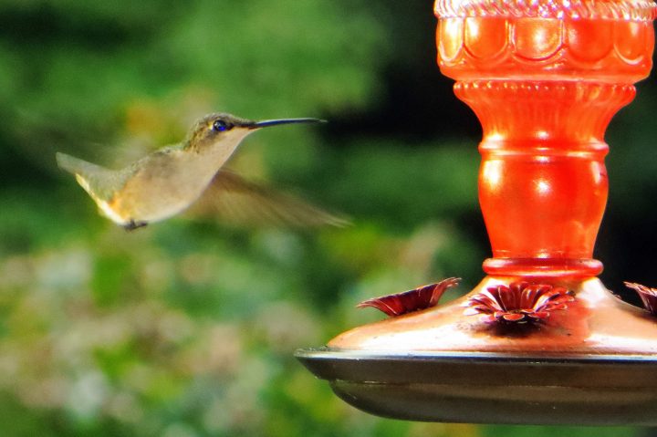 when do hummingbirds return to alabama