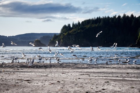 The 7 Birding Hotspots In Alaska You Need To Visit This Spring