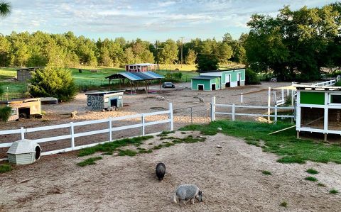 Cuddle The Most Adorable Rescued Farm Animals At Cotton Branch Farm Sanctuary In South Carolina