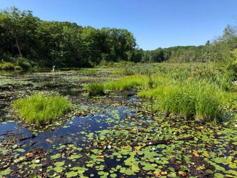 Let The Little Ones Learn About Wildlife At The Roaring Brook Nature Center In Connecticut