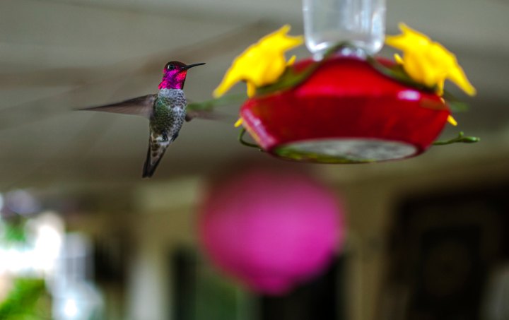 hummingbirds in Louisiana