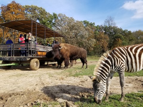 Hop On A Wagon And Safari Through The Remote Scenery Of Wisconsin