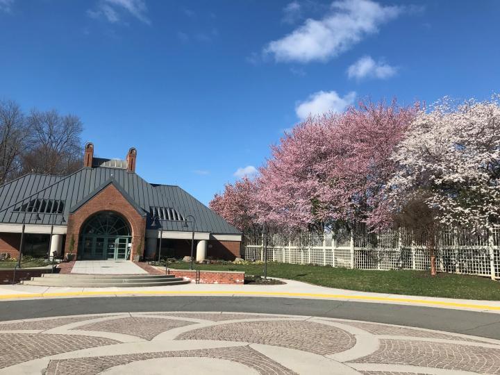 virginia cherry blossoms