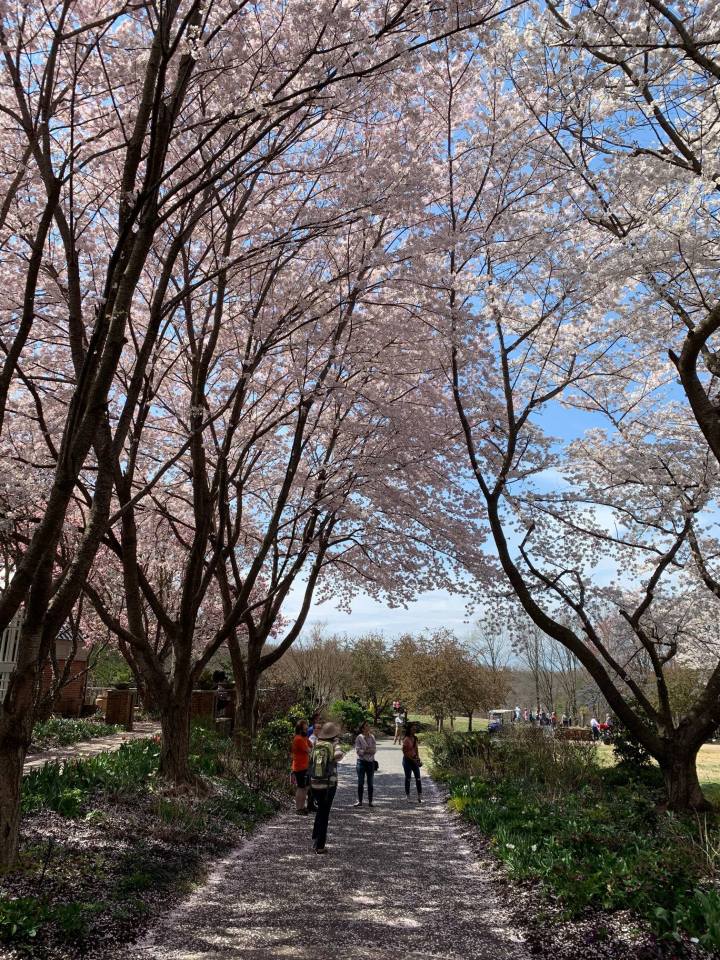 virginia cherry blossoms