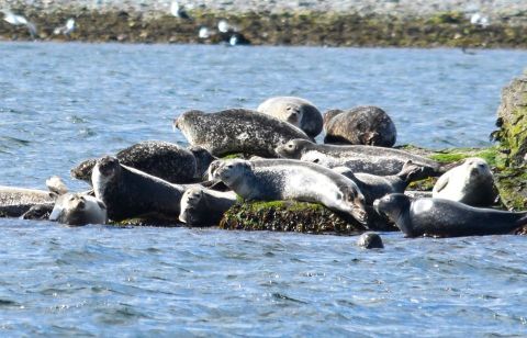 This Special Tour Of Narragansett Bay, Rhode Island Will Earn Your Seal Of Approval