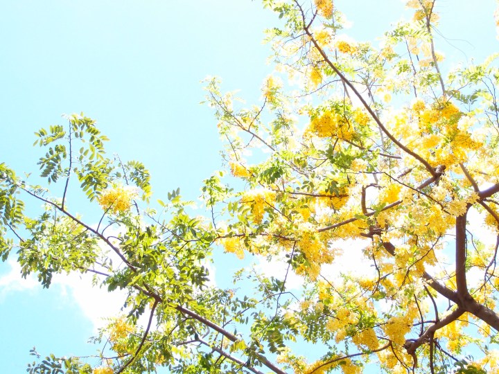 yellow flower tree Hawaii