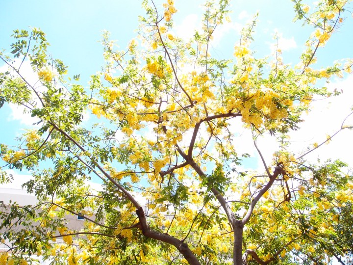 yellow flower tree Hawaii