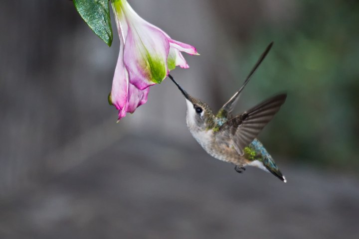 Iowa hummingbirds