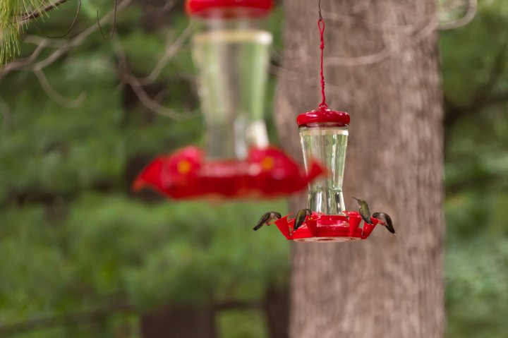 Iowa hummingbirds