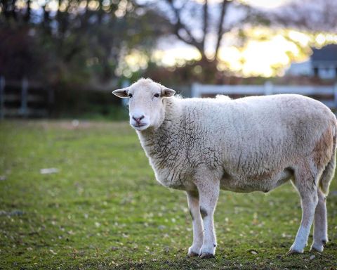 Spend The Day With Adorable Animals At West Place Animal Sanctuary In Tiverton, Rhode Island