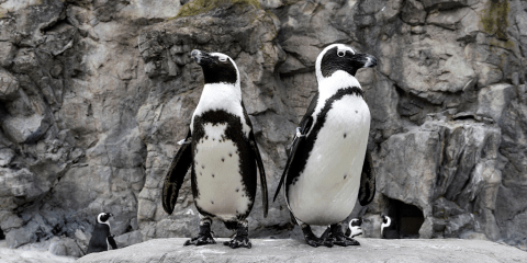 Watch Penguins Play On This Livestream From Mystic Aquarium In Connecticut