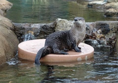 The Detroit Zoo In Michigan Is Offering Free Live Streams Of Penguins, Otters, And More