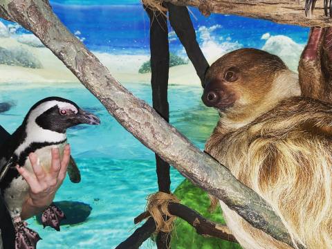 The Aquarium In New Jersey That's Live Streaming Penguins For Your Enjoyment