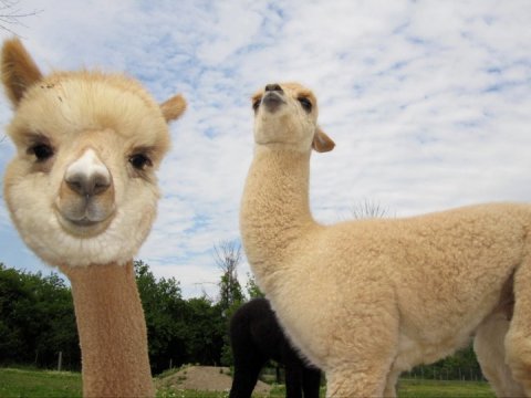 Pet Over 50 Alpacas At Gibraltar Bay Alpaca Farm In Michigan