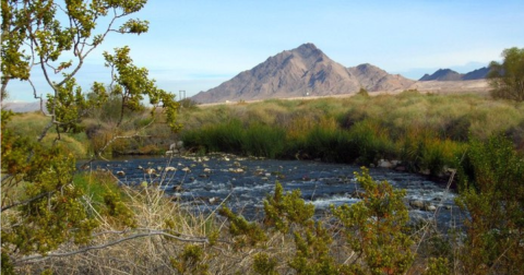 Visit The Clark County Wetlands Park In Nevada For A Beautiful Waterside Springtime Hike