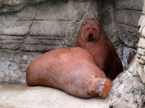 The Indianapolis Zoo In Indiana Is Offering Live Streams Of Tigers, Penguins, Monkeys, and More