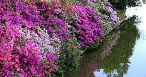 Walk Through A Sea Of Azaleas At The Norfolk Botanical Garden Azalea Walk In Virginia