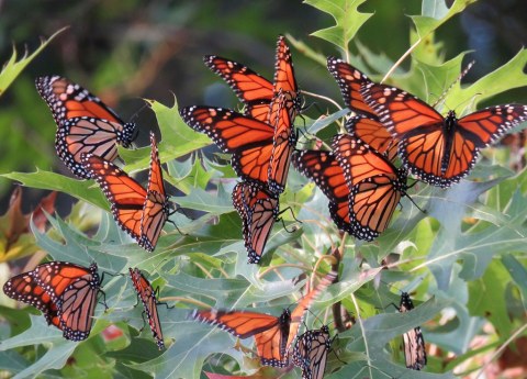 Watch In Awe As Millions Of Monarch Butterflies Invade Indiana Later This Spring