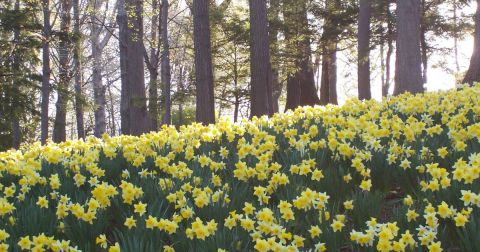 Take This Road Trip To The 10 Most Eye-Popping Spring Flower Fields Around Cleveland