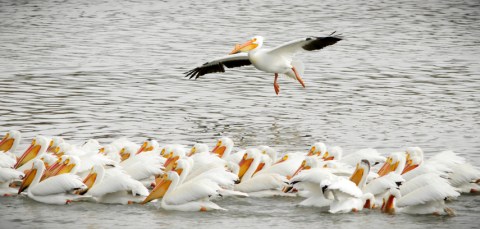 Keep Your Eyes Peeled, Thousands Of Pelicans Are Headed Right For Utah During Their Migration This Spring