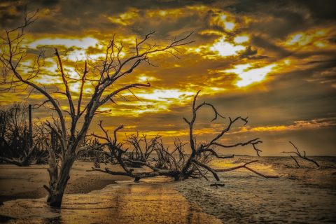 The Driftwood Beach In South Carolina's Botany Bay Preserve Looks Like Something From Another Planet