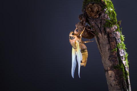 Prepare Your Ears For Millions Of Extra Cicadas In North Carolina This Spring