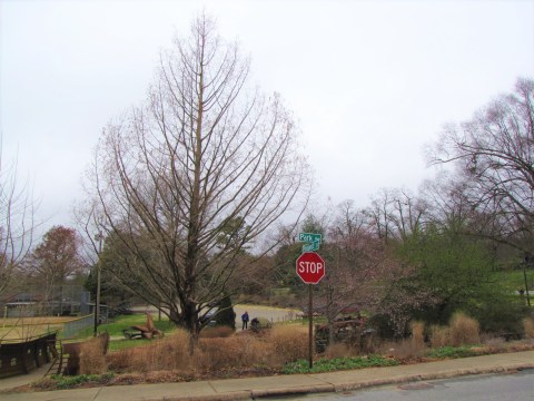 The Newest Champion Tree In Arkansas Is A Towering Giant