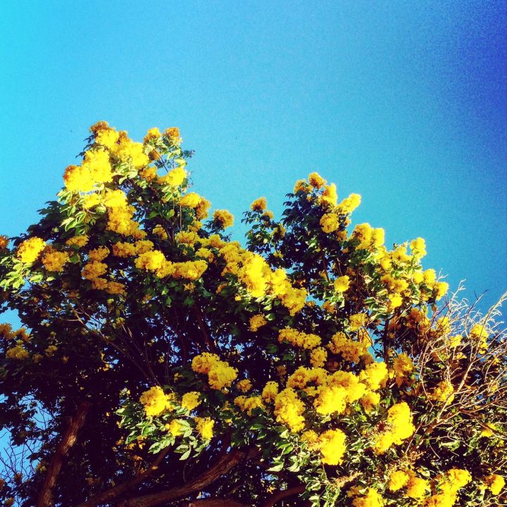 yellow flower tree Hawaii