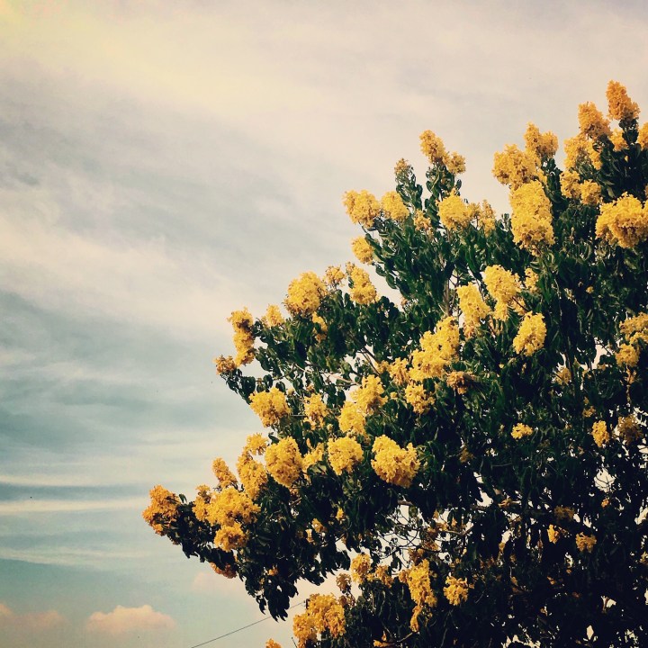 yellow flower tree Hawaii