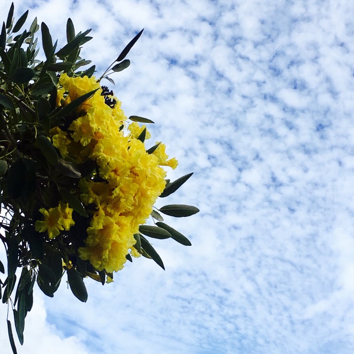 yellow flower tree Hawaii