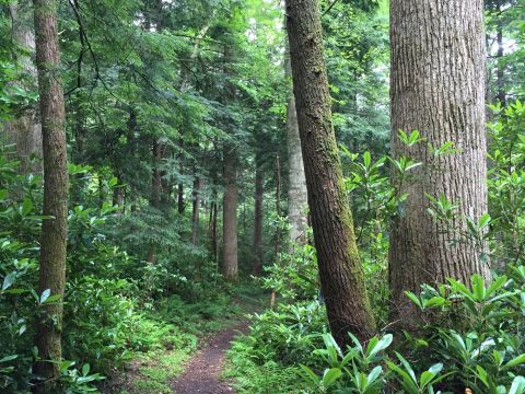 This Remote Hike Through The Great Smoky Mountains In Tennessee Winds Through Miles Of Remote, Old Growth Forest