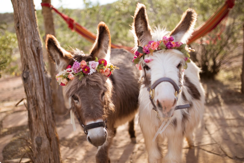 Play With Alpacas, Mini Donkeys, And Pygmy Goats At Zion Alpacas In Utah For An Adorable Adventure