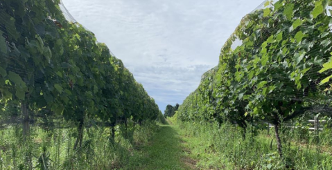 Enjoy A Lovely Wine And Chocolate Pairing At Sunset Meadow Vineyards In Connecticut