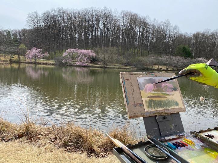 virginia cherry blossoms