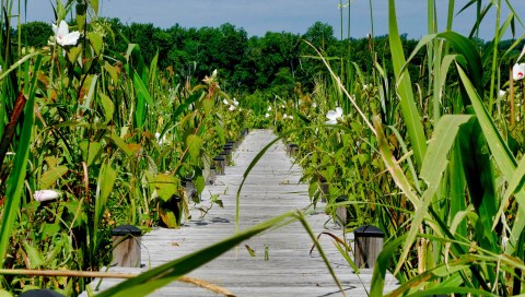 The Glendening Walking Trails In Maryland Lead To Incredibly Scenic Views