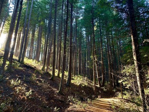 Take An Easy Out-And-Back Trail To Enter Another World At Root Creek In Northern California