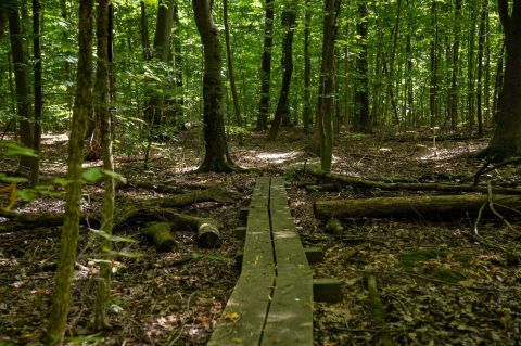 Taking A Quiet Walk Through Michigan’s Little-Known Creekshead Nature Preserve Makes Social Distancing Easy