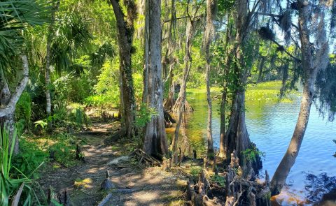 The Remote Hike On The St. Francis Trail In Florida Winds Through Floodplain Forests And Pine Flatwoods