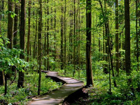 Be In Awe Of The Natural Beauty Found On This Short, Secluded Hike At Georgia's Long Creek Falls