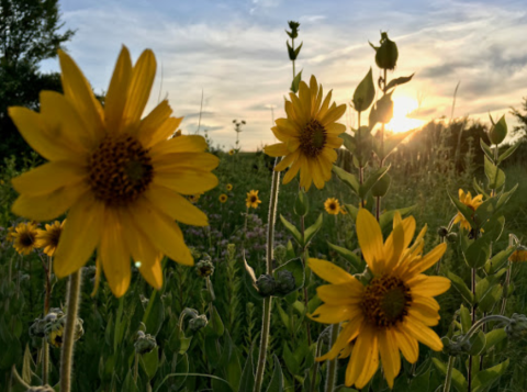 This Easy Wildflower Hike In Arkansas Will Transport You Into A Sea Of Color