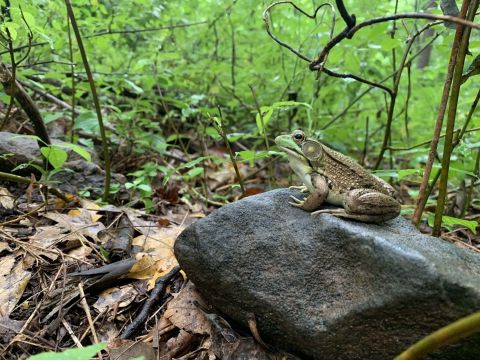 Take An Easy Loop Trail To Enter Another World At Brandywine Creek State Park In Delaware