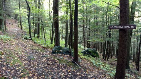 The Trees At Massachusetts's Mohawk Trail State Forest Are Some Of The Oldest Living Things In America