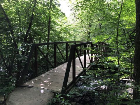 Take An Easy Loop Trail To Enter Another World At Limberlost Trail In Virginia