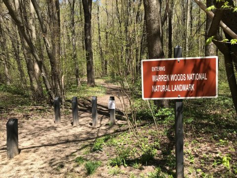 Visit Warren Woods State Park, An Idyllic Isolated Spot In Michigan  For People Who Want To Avoid Crowds