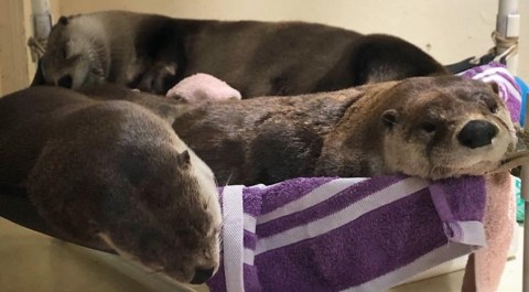 The Live Otter Cam At Maryland's Calvert Marine Museum Is The Cutest Way To Pass The Time