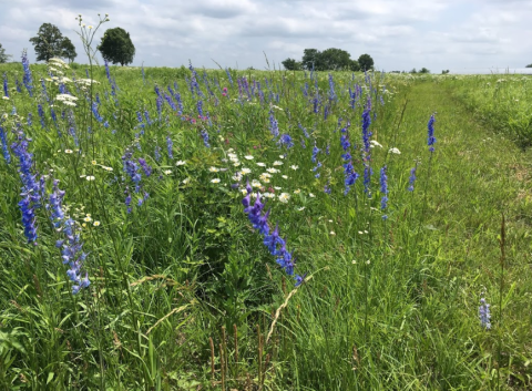 We Won't Stop You From Frolicking In This Arkansas Prairie Land